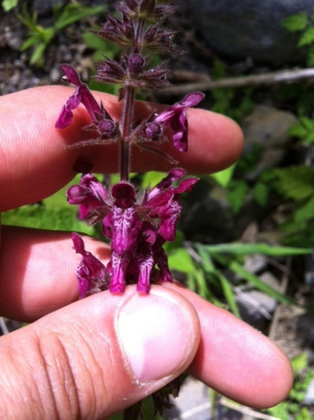 Stachys sylvatica